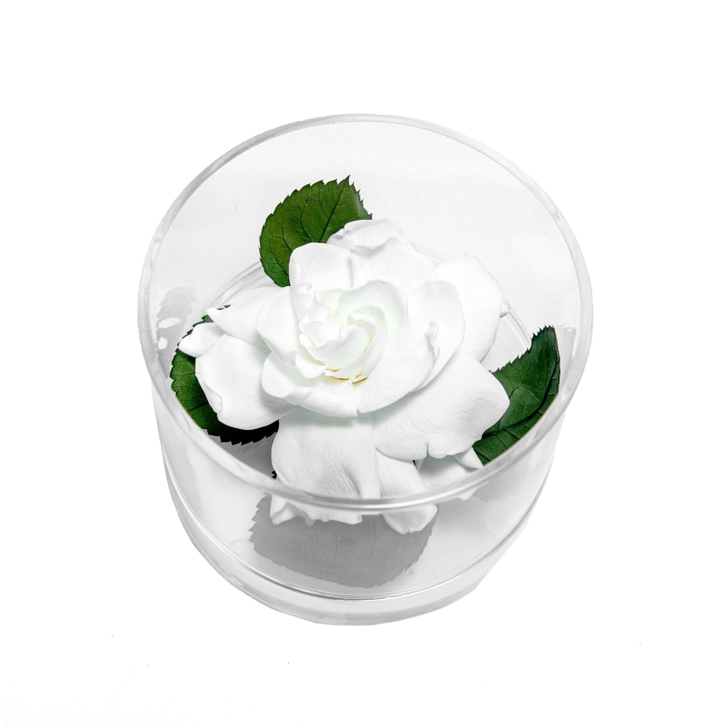 GARDENIA BLANCA